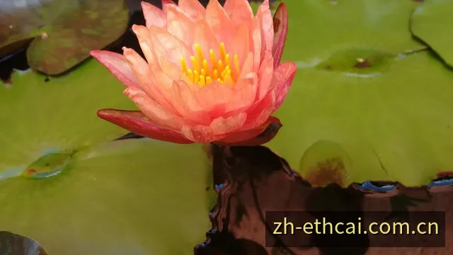 三分钟开奖周期与数字结果主题画面